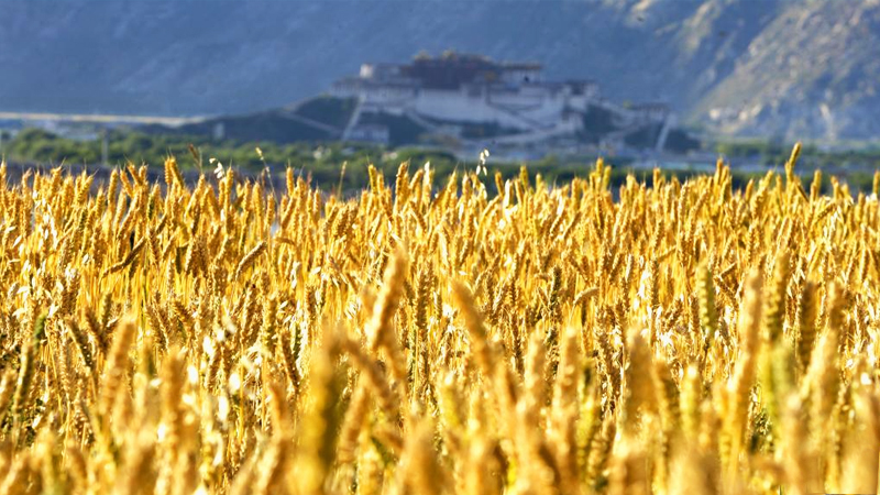 �Ї����a�h�����^��ؚ���ĳɹ��ܴa